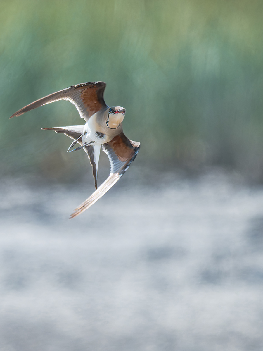 2025-06-15 075 Collared Pratincole in Flight.jpg