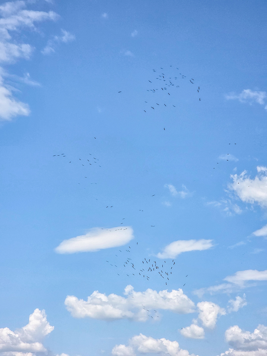 2025-06-15 085 Pelicans in Updraft.jpg