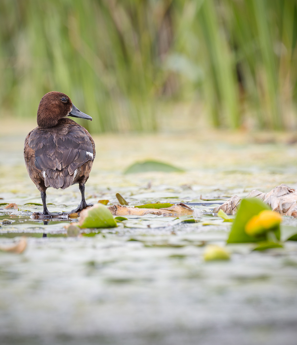 2025-06-15 093 Ferruginous Duck.jpg