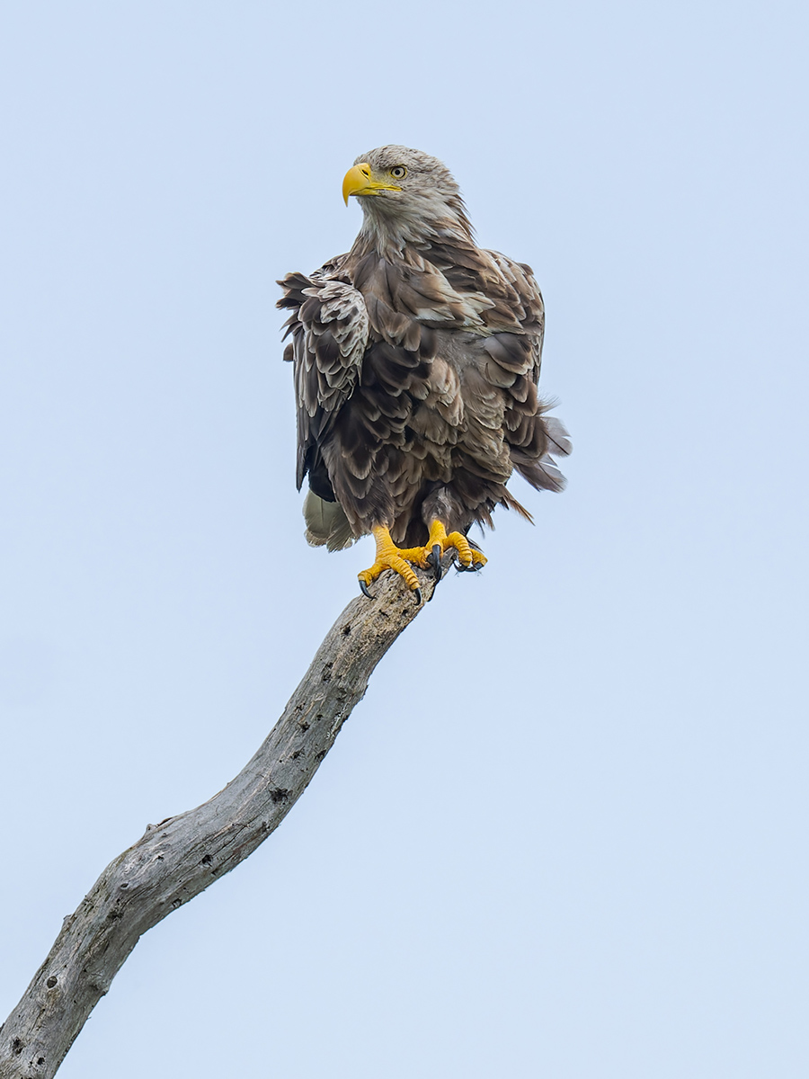 2025-06-15 094 White-tailed Eagle.jpg