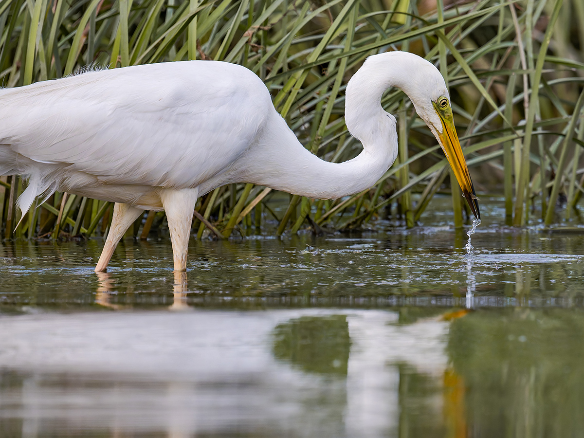 2025-06-15 096 Great Egret Fishing.jpg