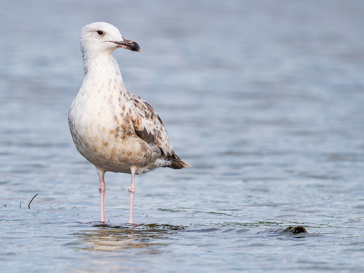 2025-06-15 106 Yellow-legged Gull.jpg
