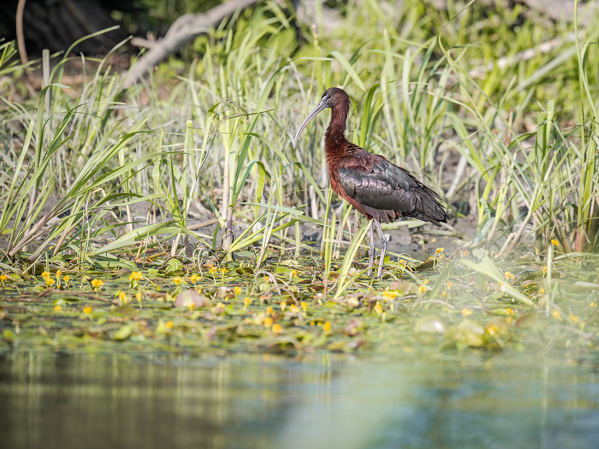 2025-06-15 116 Glossy Ibis.jpg