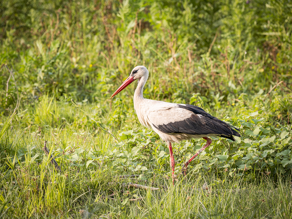 2025-06-15 122 White Stork.jpg