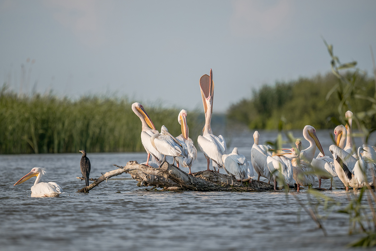 2025-06-15 124 Great Cormorants and Great White Pelicans and Dalmatian Pelicans.jpg