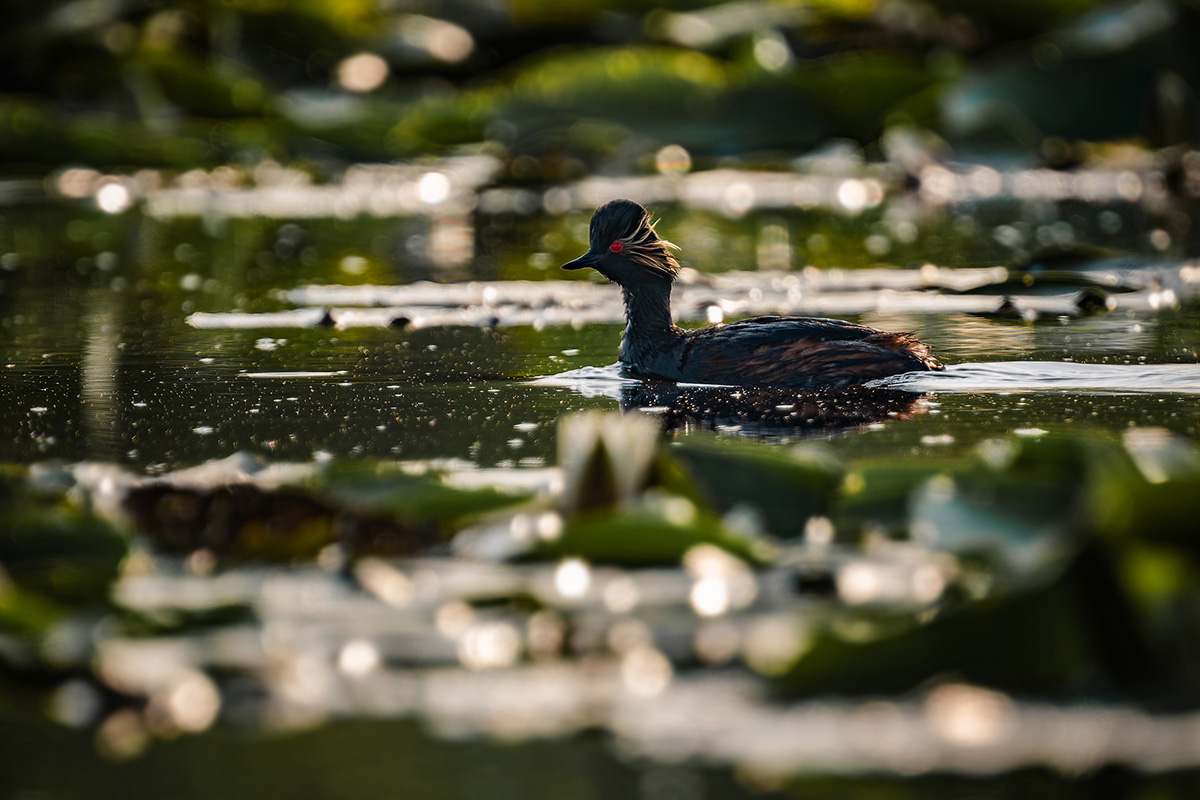 2025-06 Romania - Black-necked Grebe.jpg