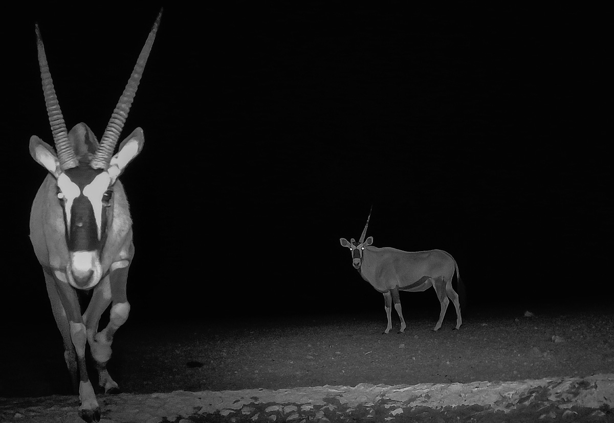 2025-09-18 92 Oryx.jpg