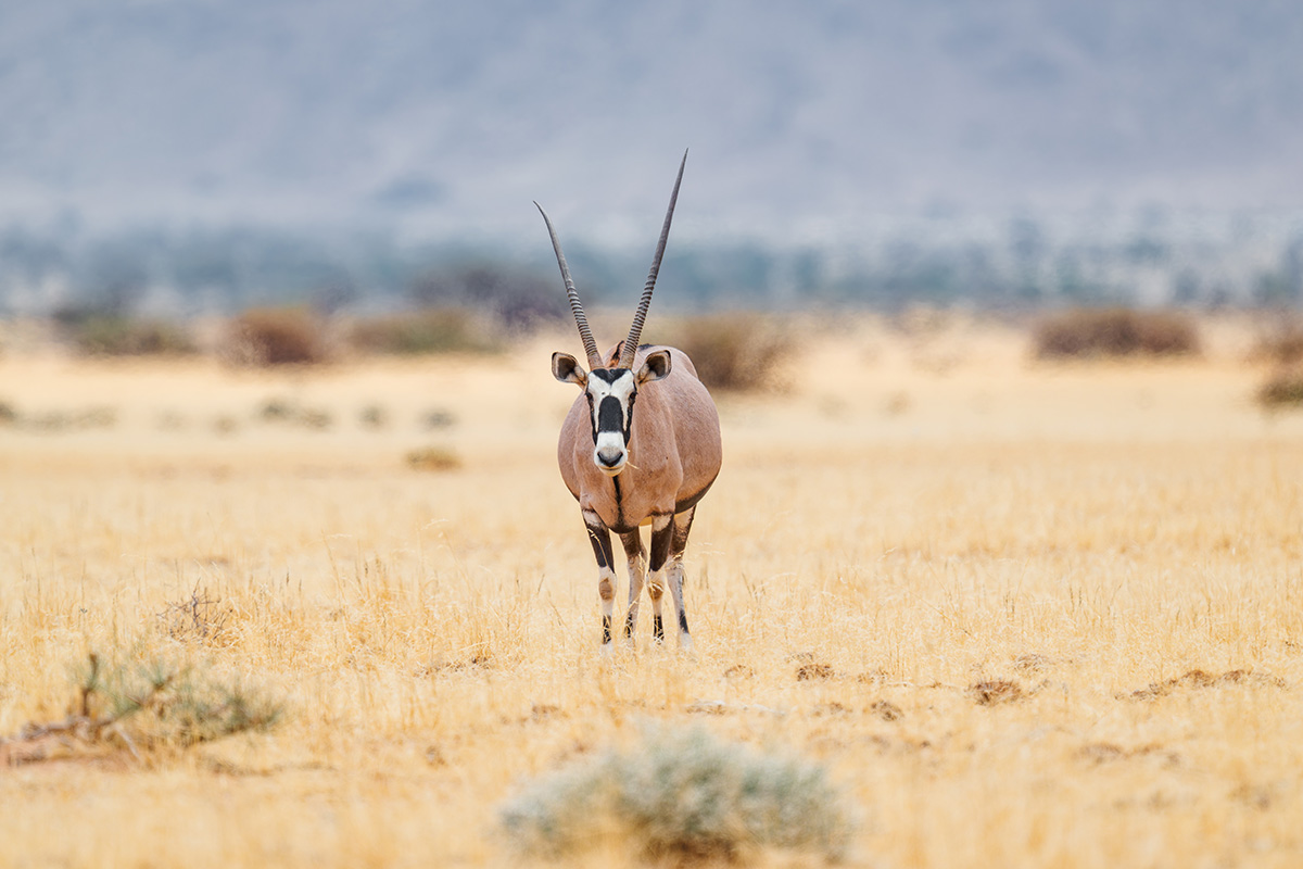 2025-09-19 115 Oryx.jpg