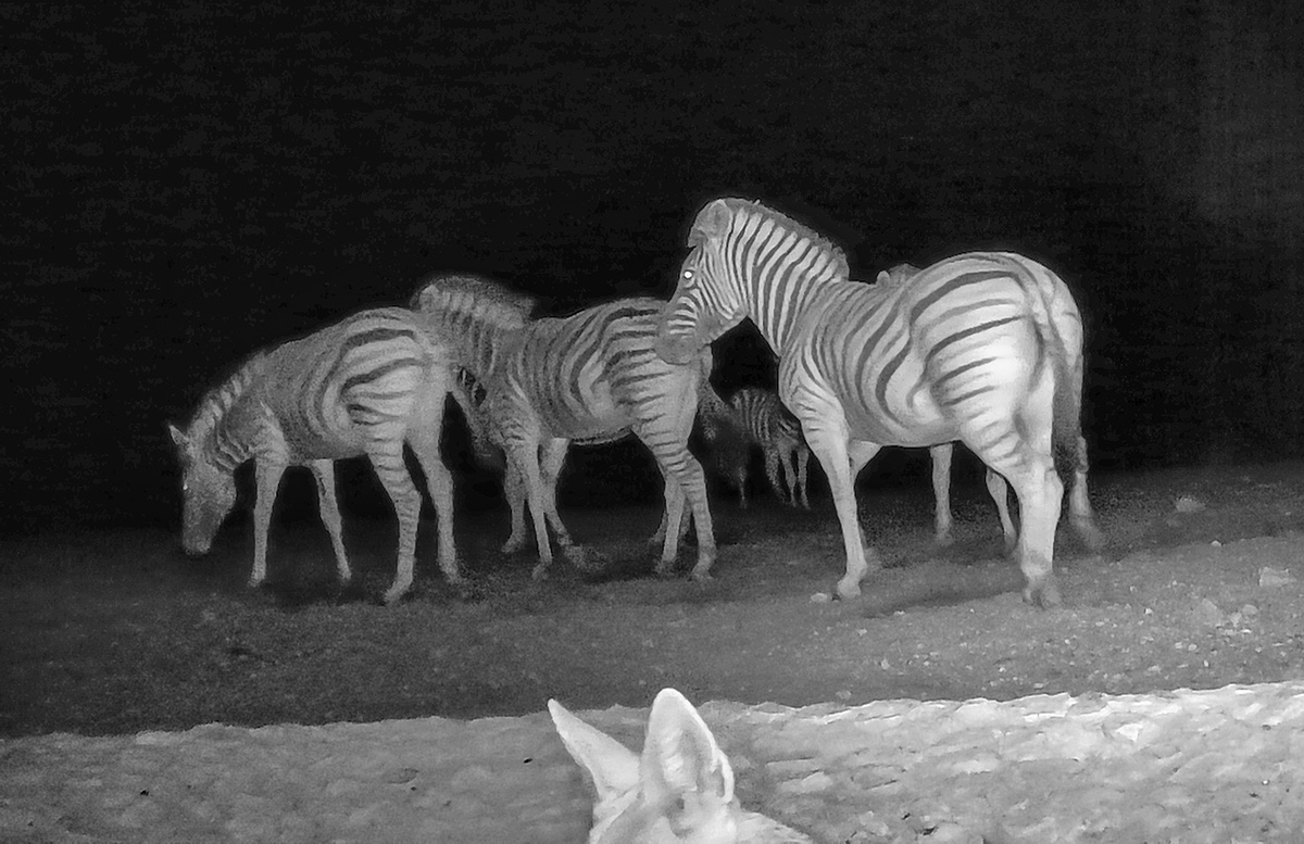 2025-09-19 124 Zebras.jpg