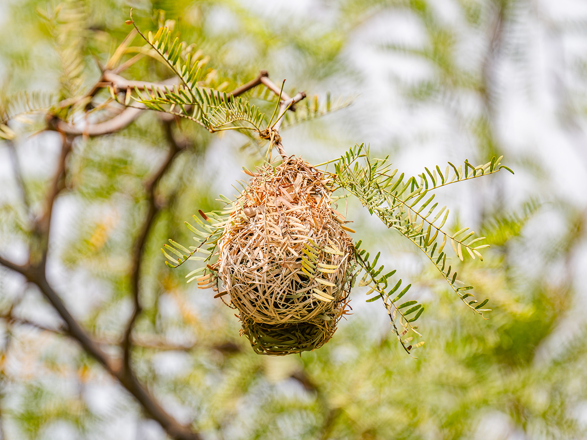 2025-09-21 08 Weaver Nest.jpg