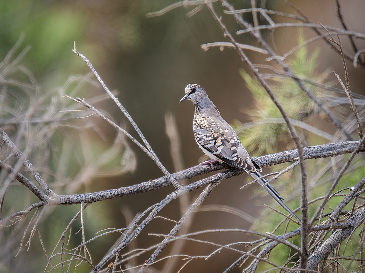 2025-09-21 14 Namaqua Dove.jpg