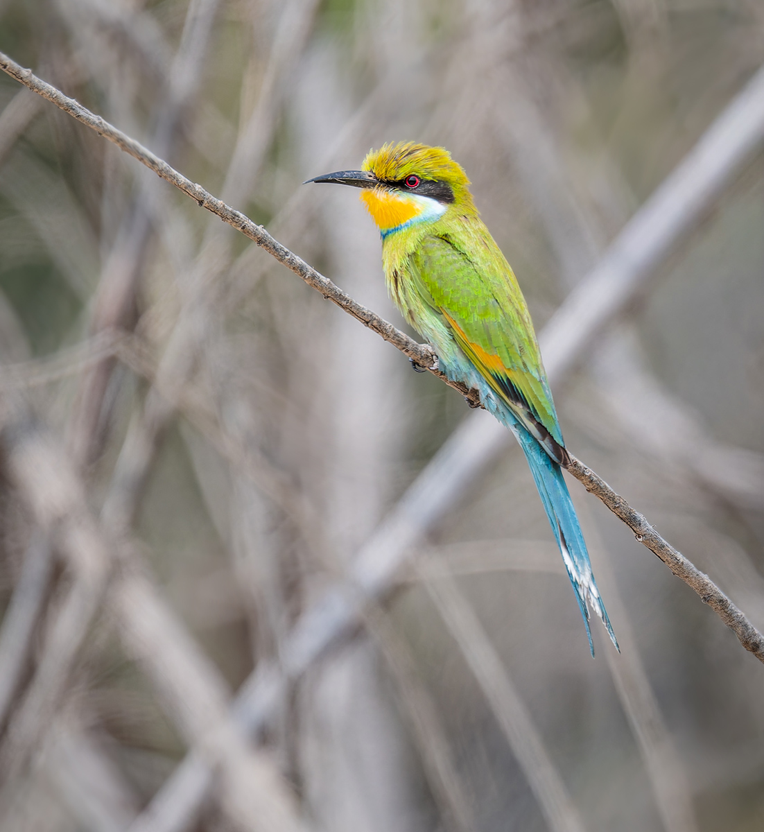 2025-09-21 25 Swallow-tailed Bee-eater.jpg
