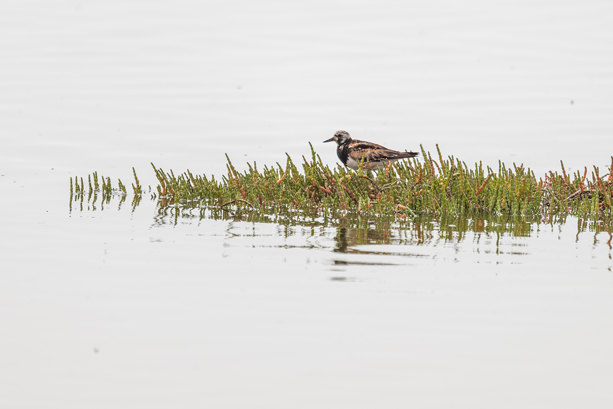 2025-09-21 79 Ruddy Turnstone.jpg