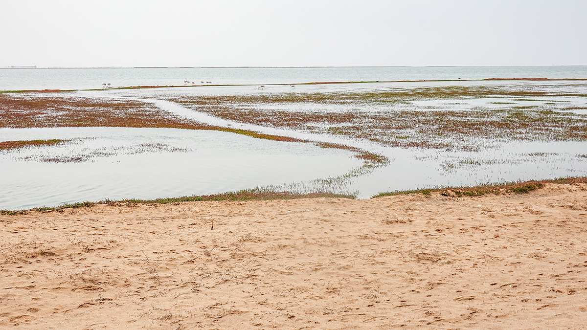 2025-09-21 90 Shorebirds.jpg