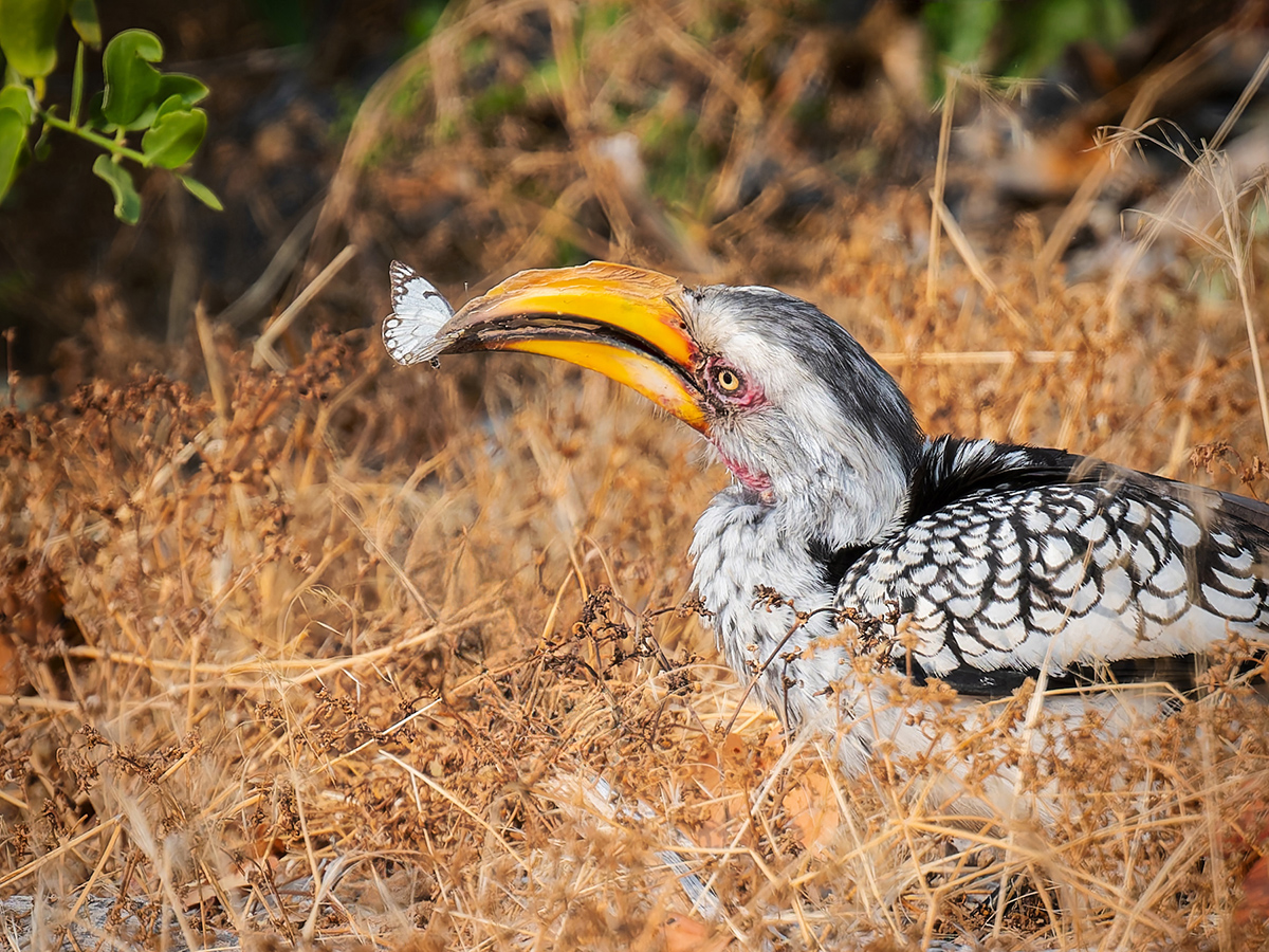 2025-09-23 009 Southern Yellow-billed Hornbill.jpg