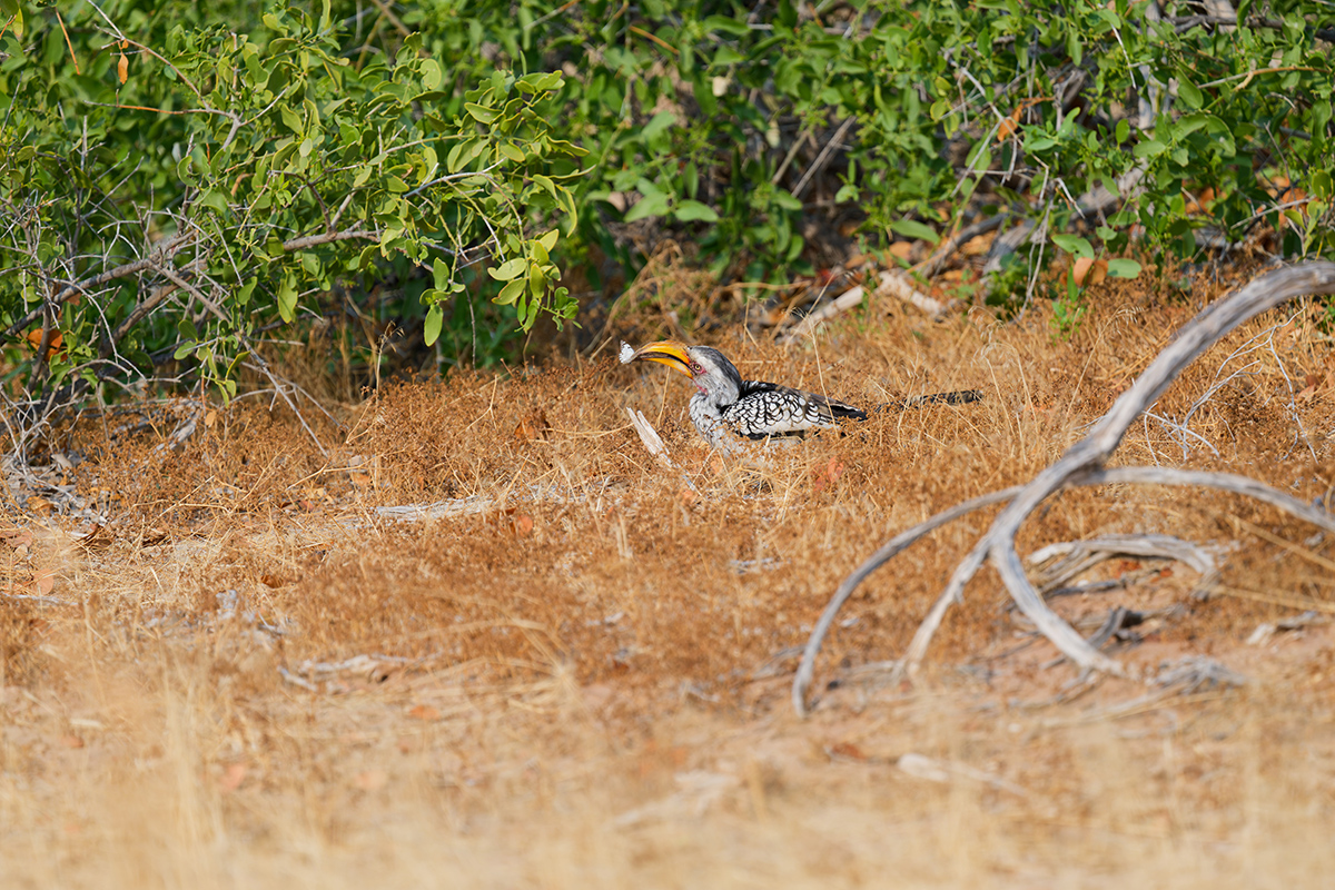 2025-09-23 009 Southern Yellow-billed Hornbill_1.jpg