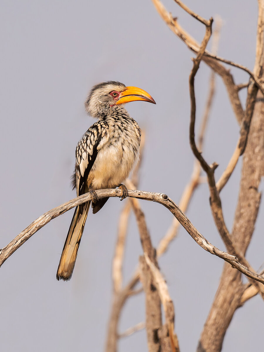 2025-09-23 012 Southern Yellow-billed Hornbill.jpg