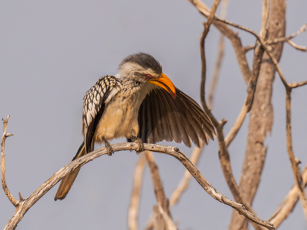 2025-09-23 013 Southern Yellow-billed Hornbill.jpg