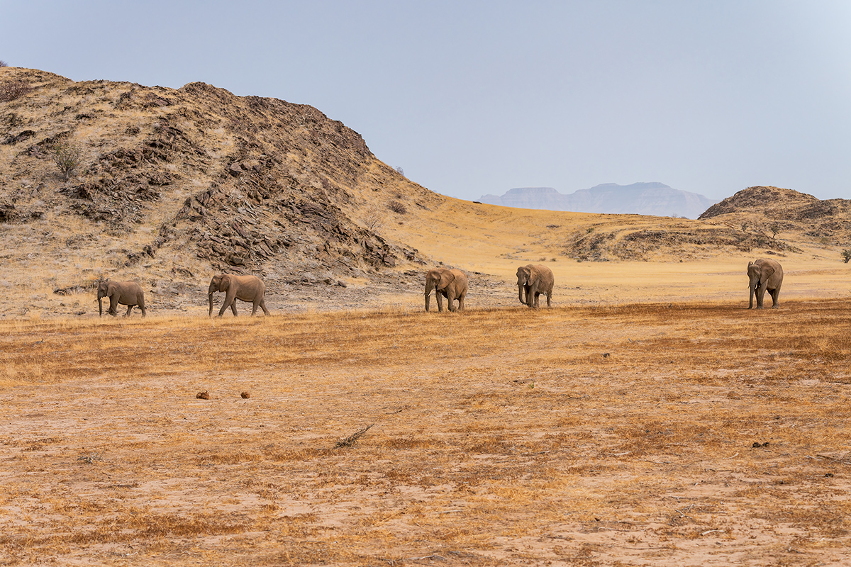 2025-09-23 026 Elephants.jpg