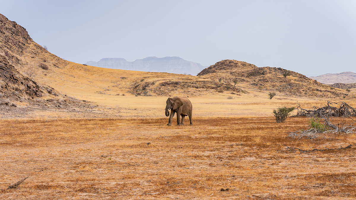 2025-09-23 030 Elephant.jpg