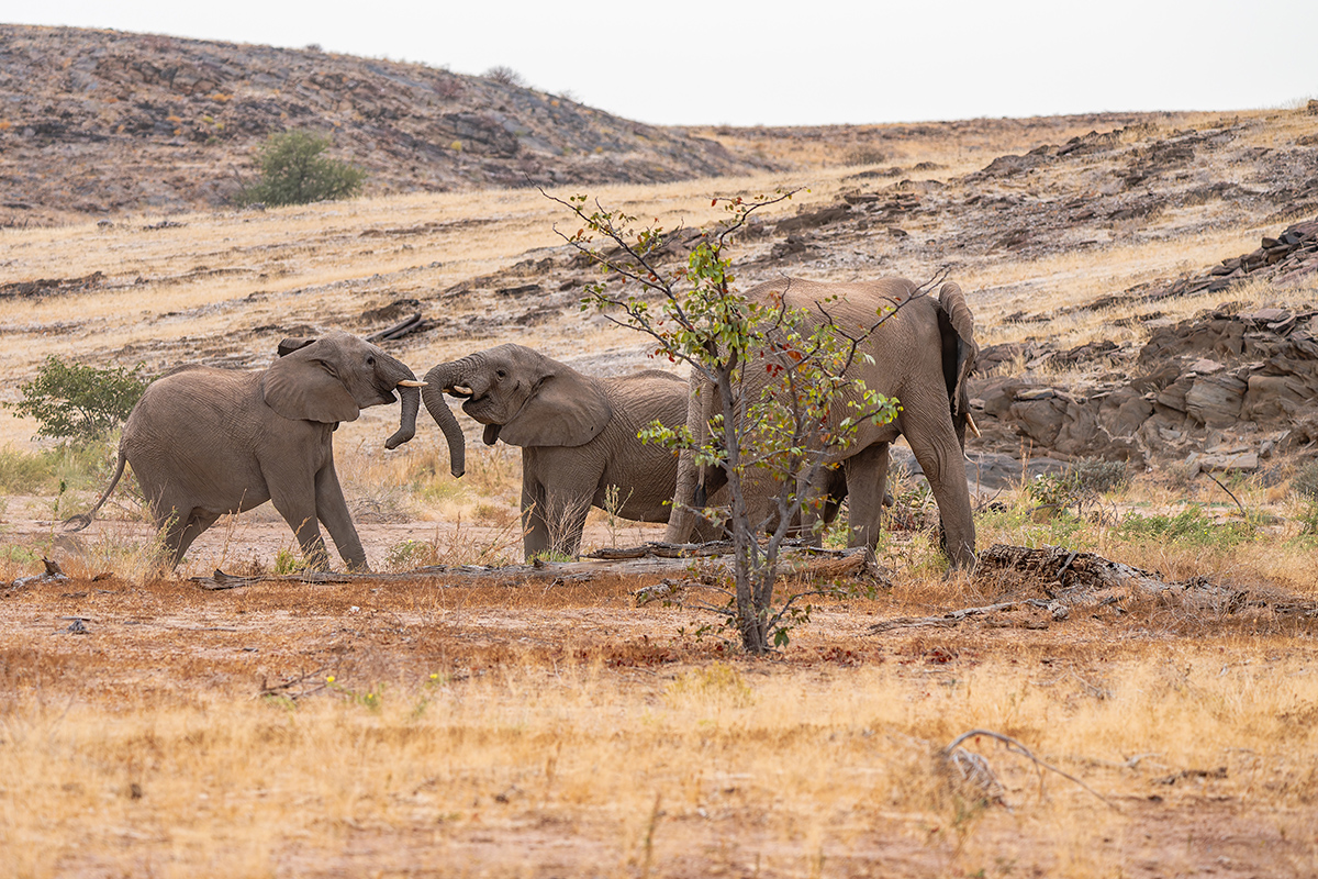 2025-09-23 054 Elephants.jpg
