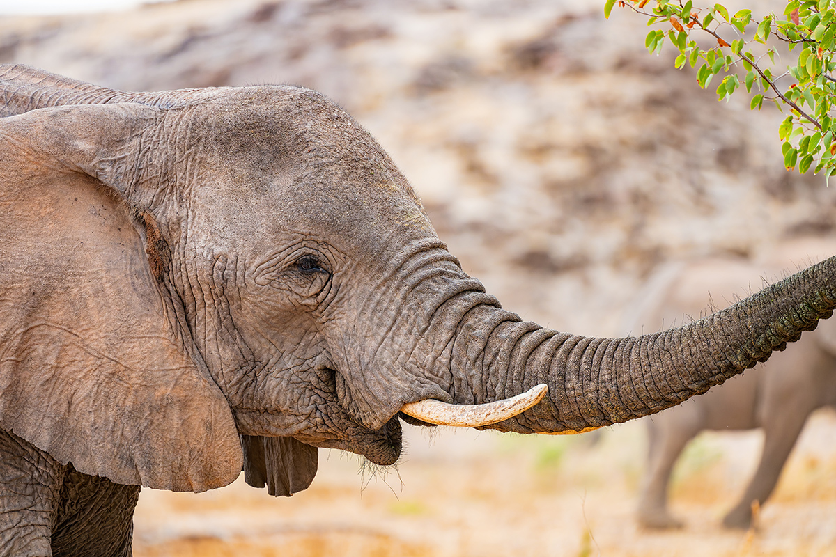 2025-09-23 056 Elephant.jpg