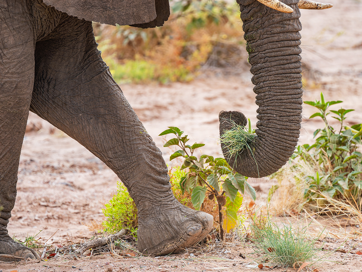 2025-09-23 059 Elephant.jpg