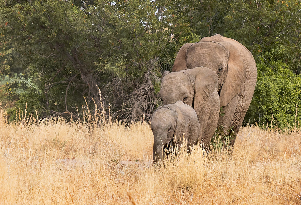 2025-09-23 068 Elephants.jpg