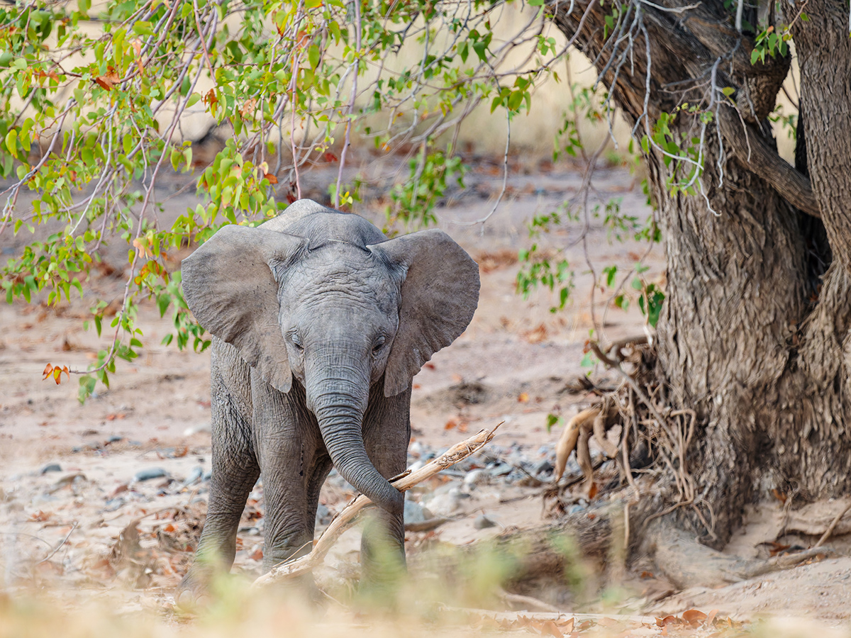 2025-09-23 077 Baby Elephant.jpg
