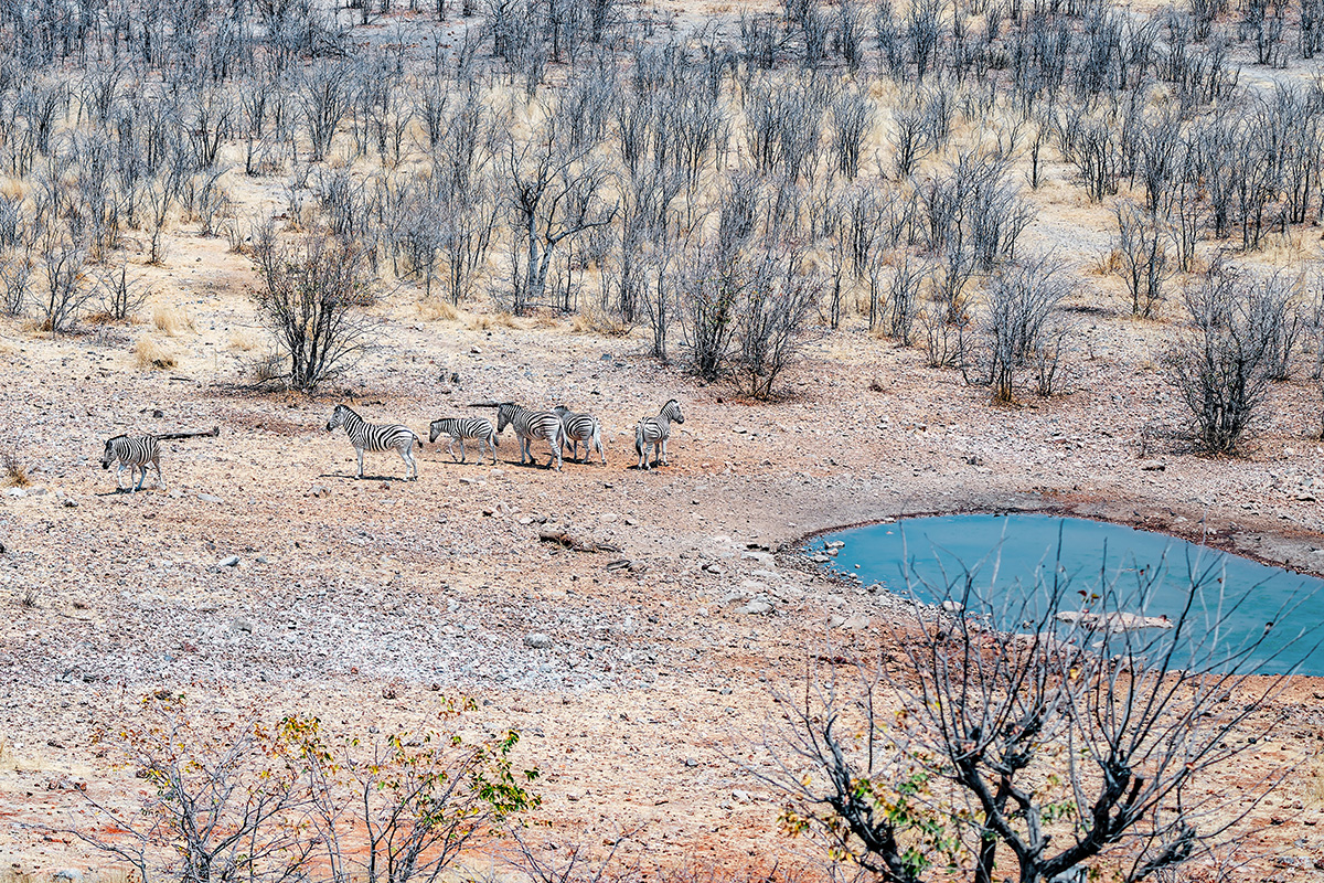 2025-09-24 004 Zebras.jpg