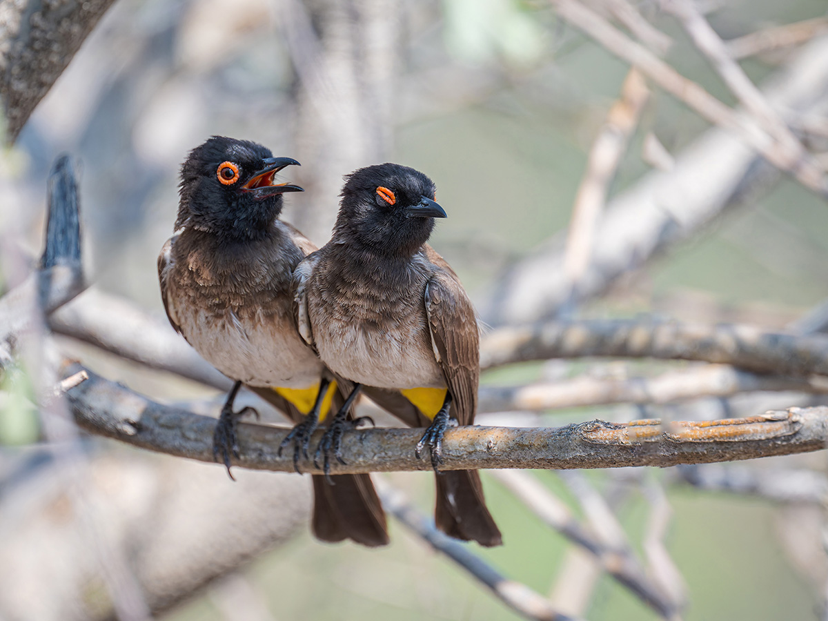 2025-09-24 013 African Red-eyed Bulbuls.jpg