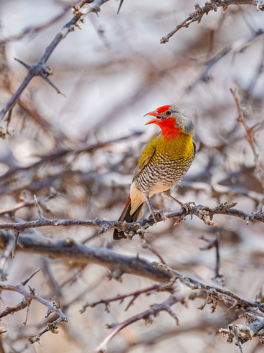 2025-09-24 037 Green-winged Pytilia.jpg