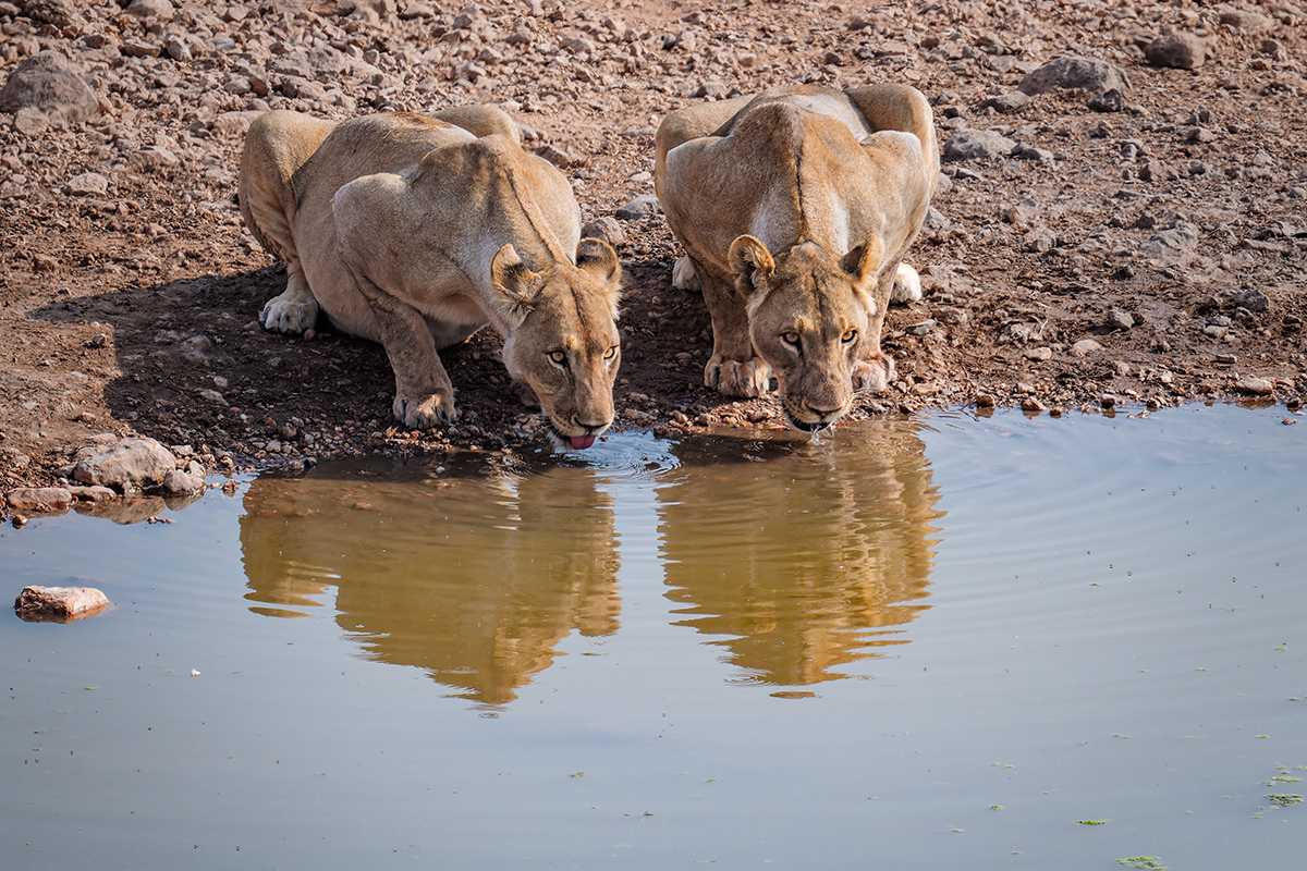 2025-09-24 043 Lions.jpg