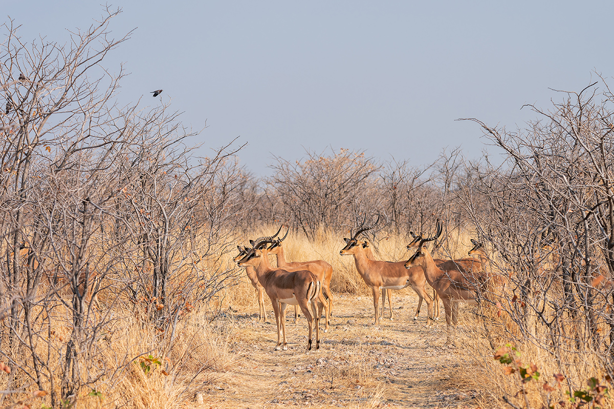 2025-09-24 051 Impalas.jpg