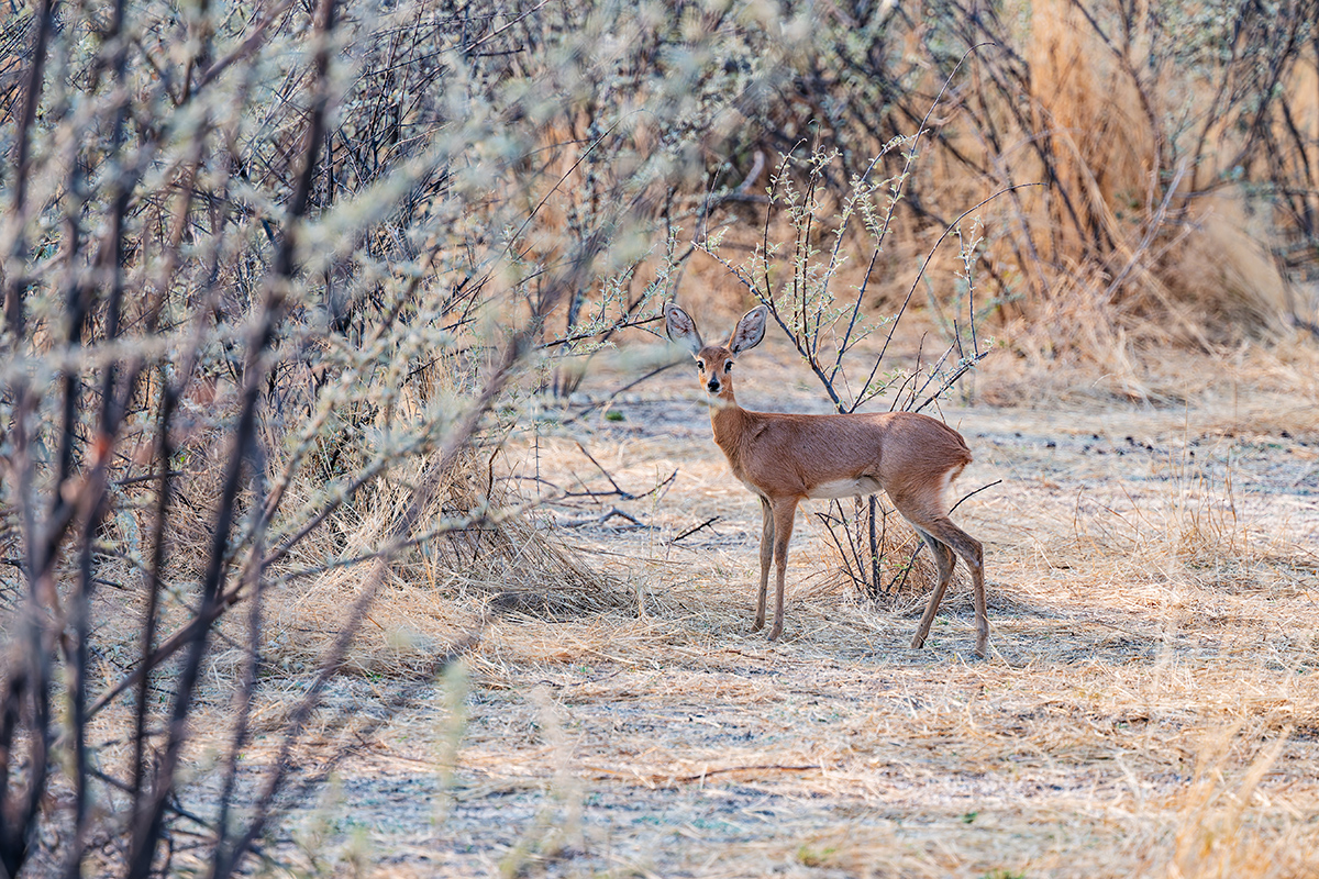2025-09-24 056 Steenbok.jpg