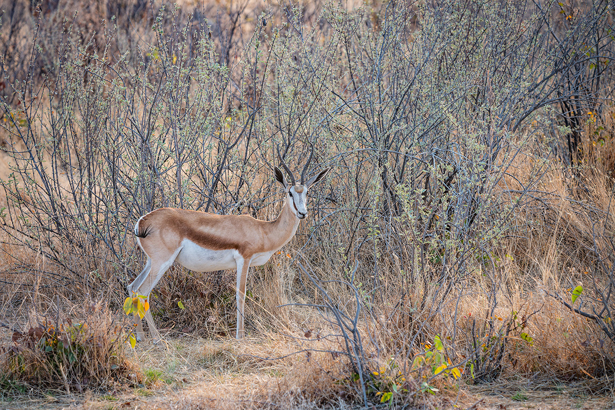 2025-09-24 060 Springbok.jpg