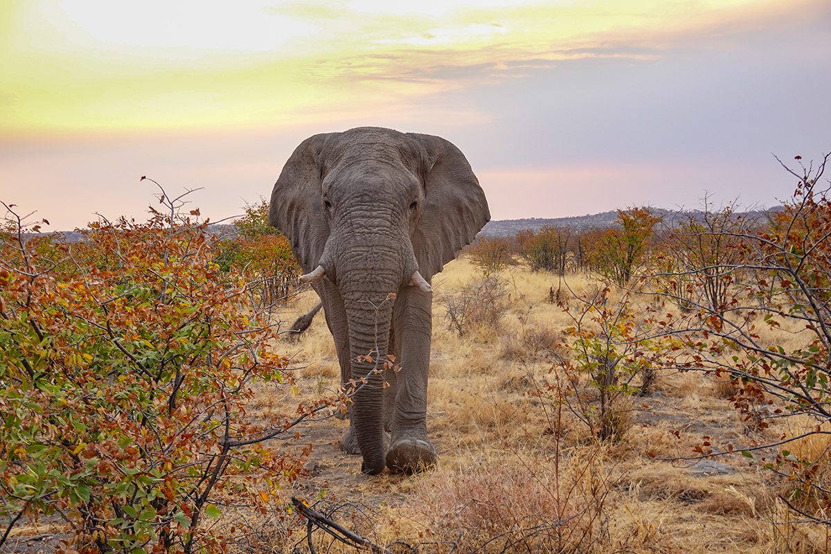 2025-09-24 087 Elephant.jpg