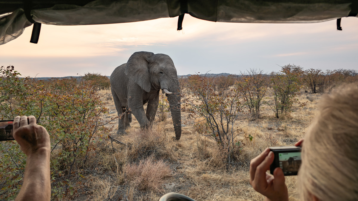 2025-09-24 088 Elephant and Truck.jpg