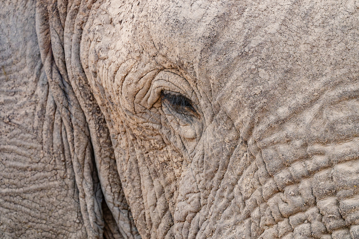 2025-09-24 091 Elephant.jpg
