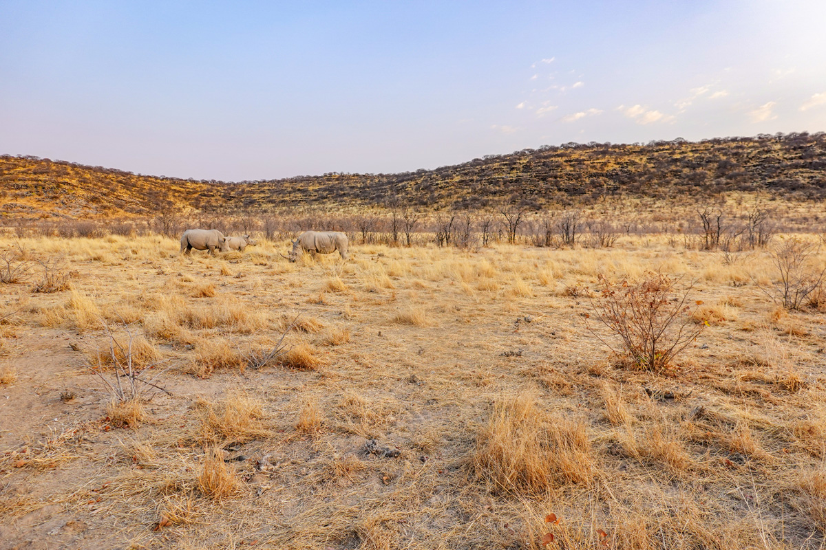 2025-09-25 009 Rhinos.jpg