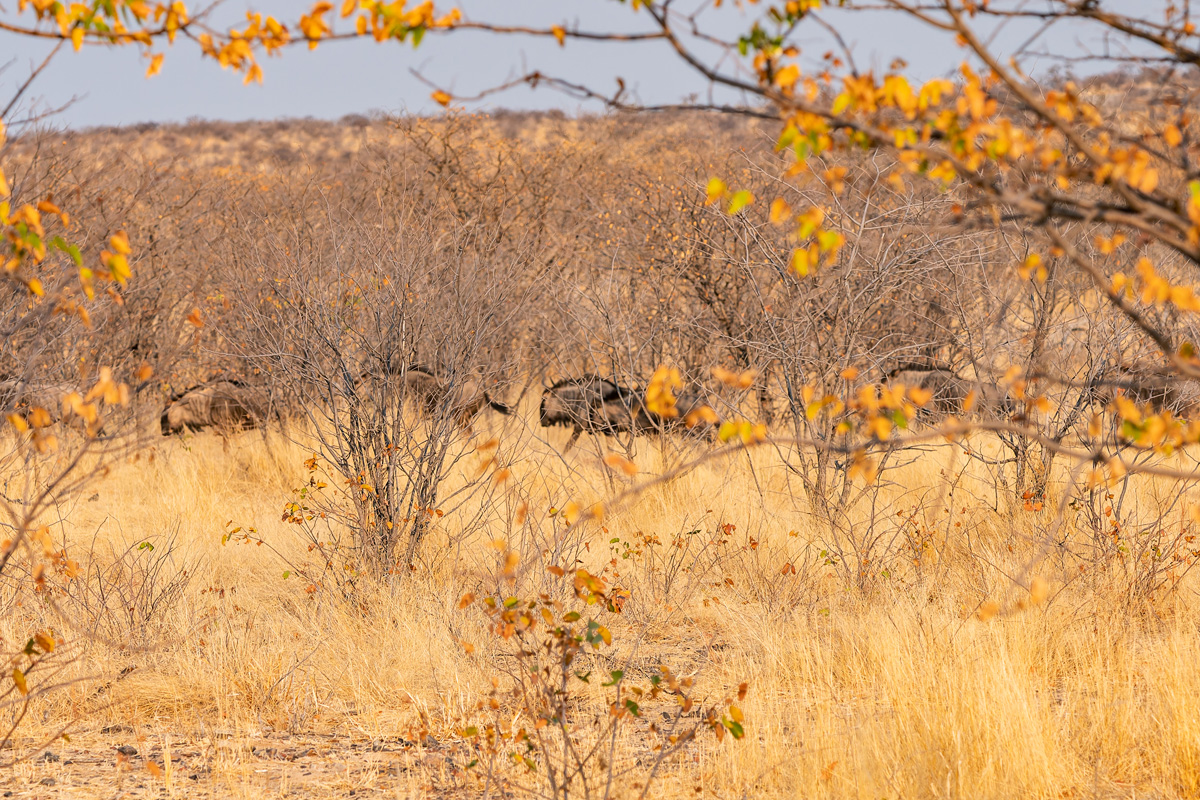 2025-09-25 022 Blue Wildebeest.jpg