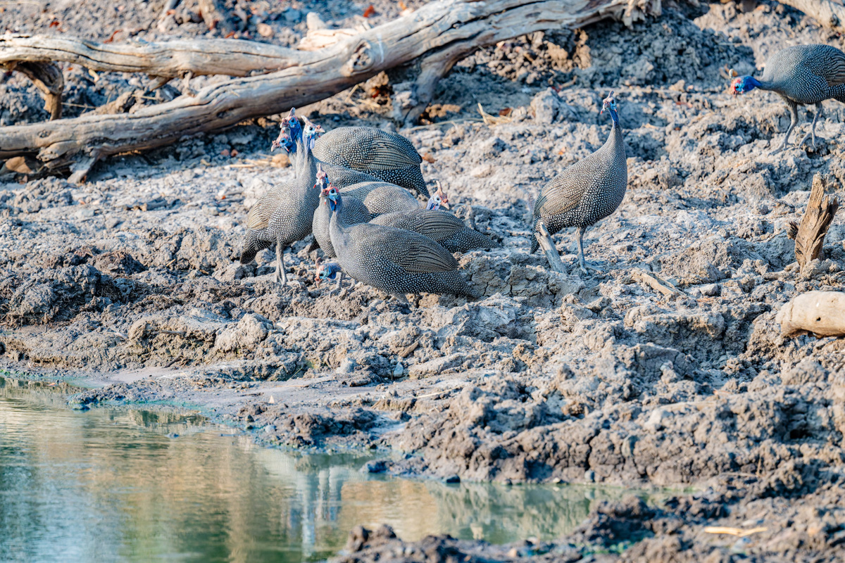 2025-09-25 024 Helmeted Guineafowl.jpg