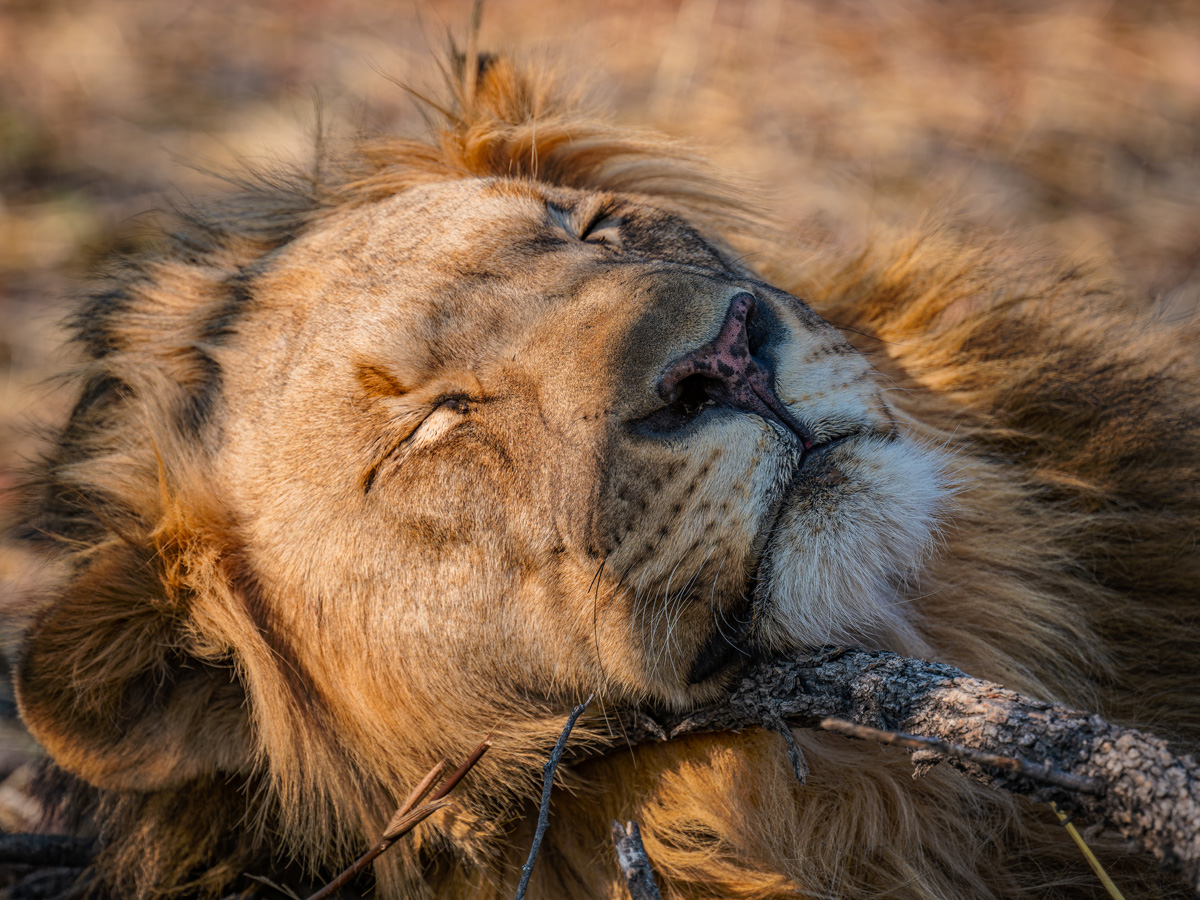 2025-09-25 042 Lion.jpg