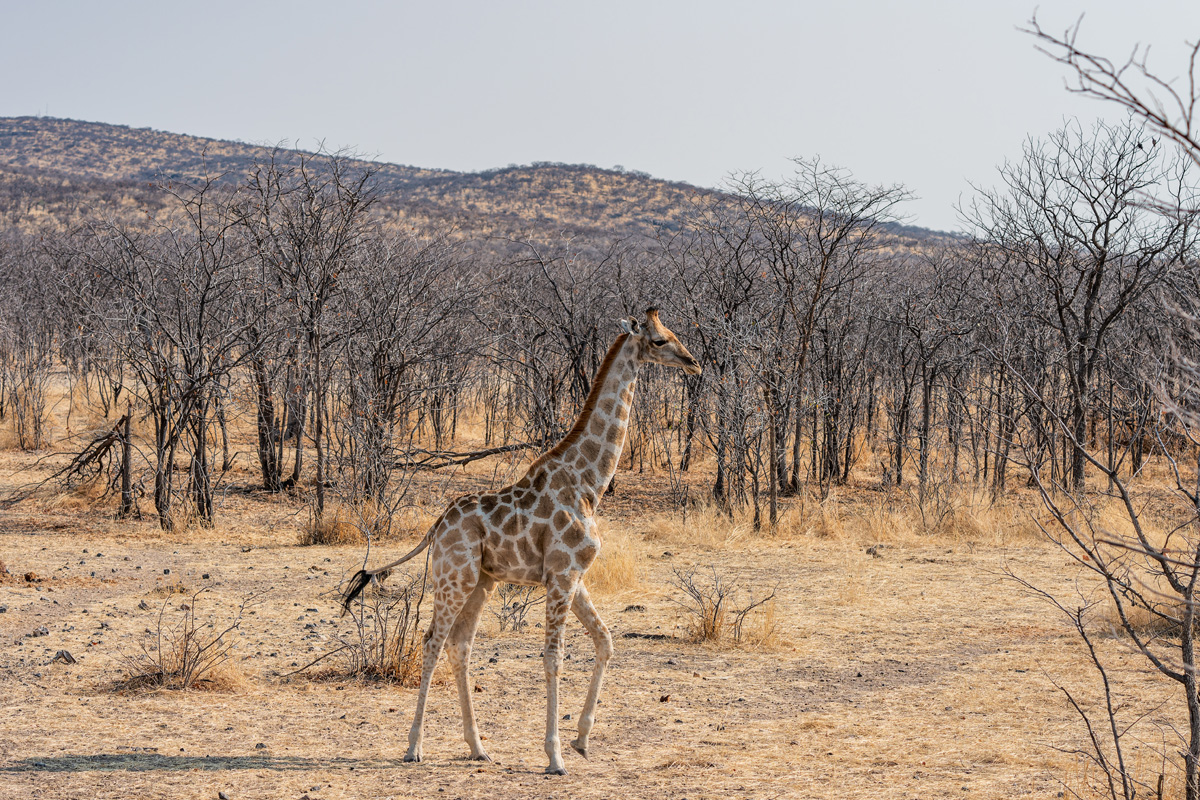 2025-09-25 046 Giraffe.jpg