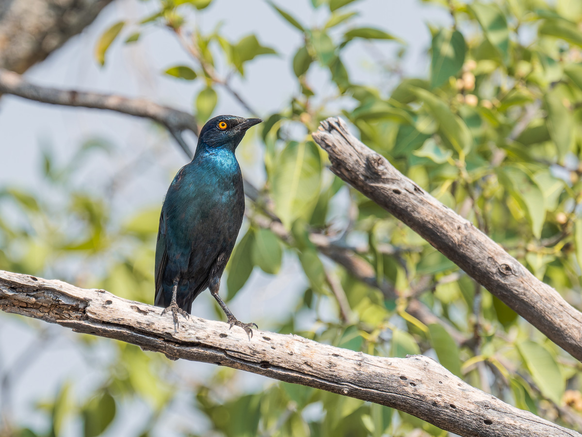 2025-09-25 060 Cape Starling.jpg