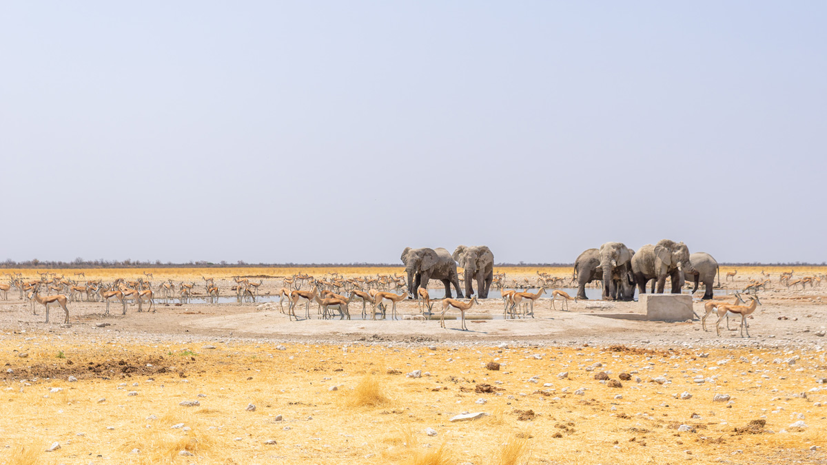 2025-09-25 074 Etosha Waterhole.jpg