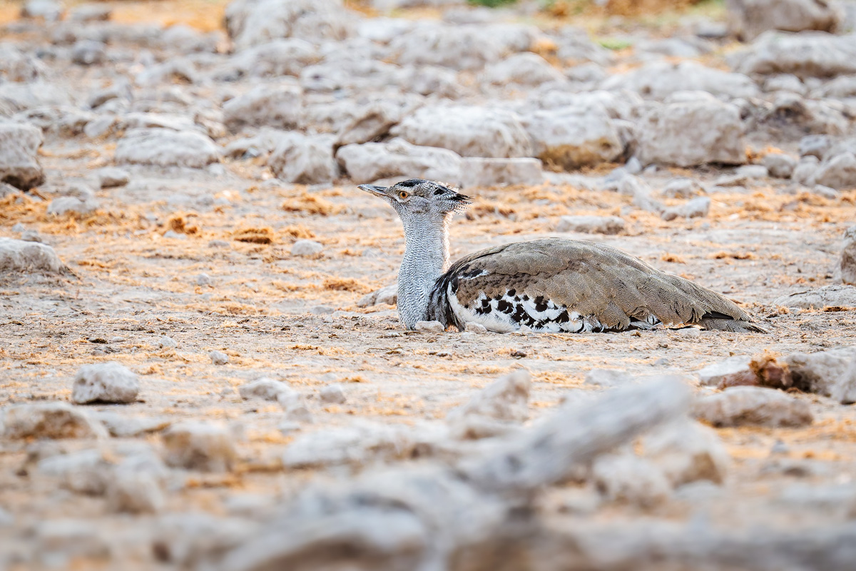 2025-09-26 001 Kori Bustard.jpg