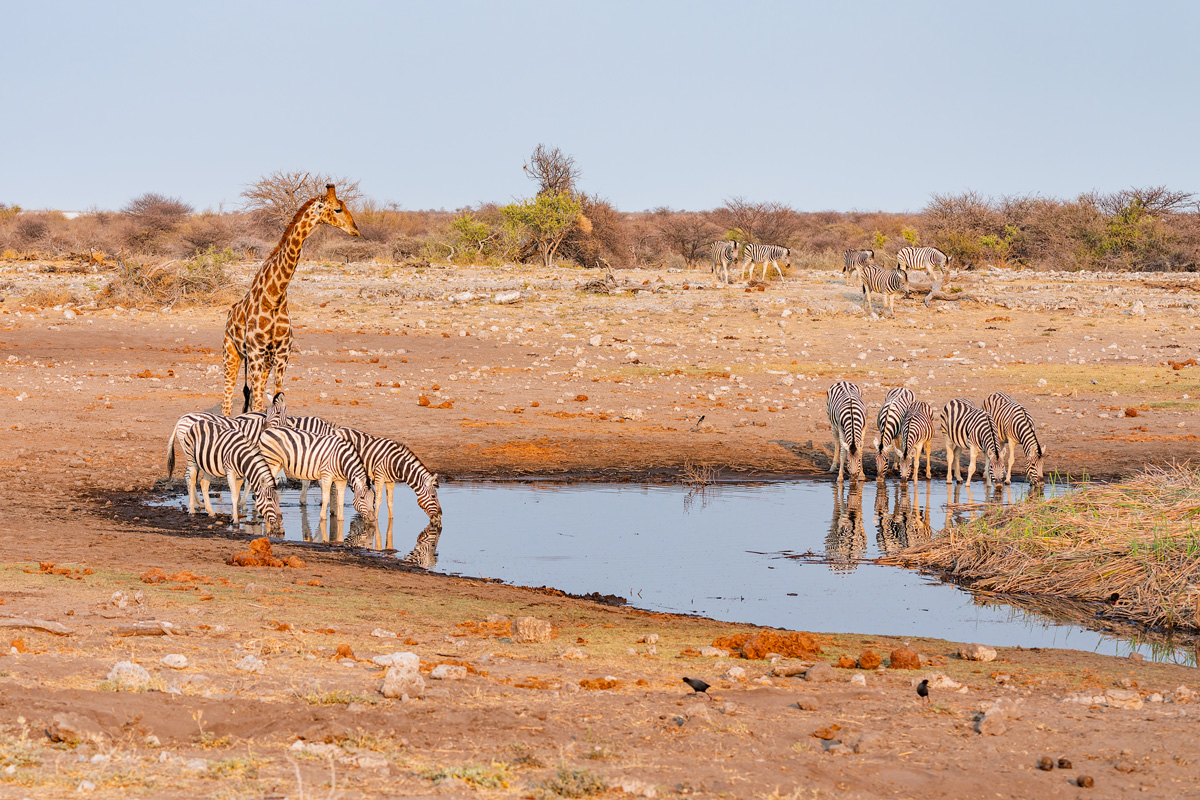 2025-09-26 010 Giraffe and Zebras.jpg