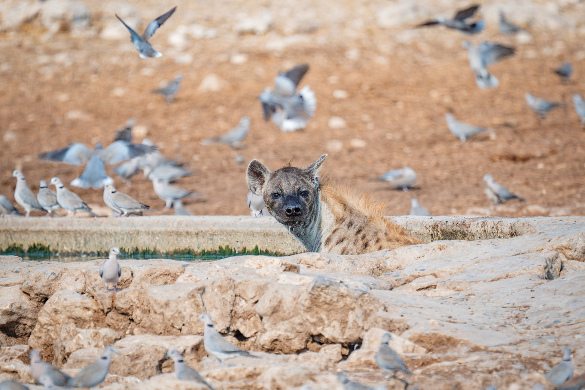 2025-09-26 054 Hyena.jpg