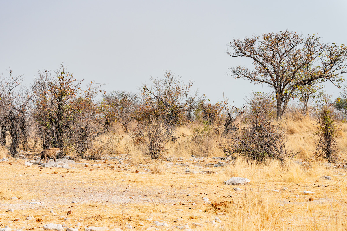 2025-09-26 057 Hyena.jpg